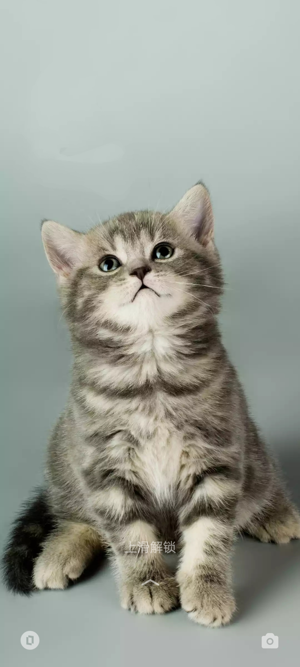 猫咪可爱照Pretty Photoes of Cats